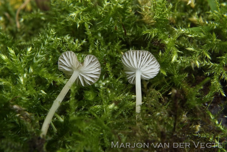 Kleine breedplaatmycena - Mycena speirea